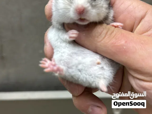 هامستر سوري Syrian Hamster