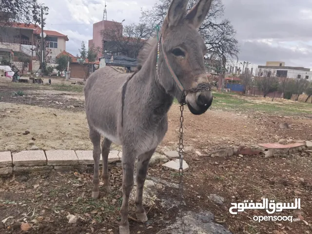 بسم الله ماشاء الله