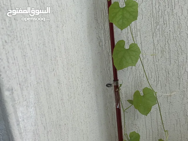 الحق ما تلحق من النوادر في الامارات نبات اليف الطبيعي الصحية