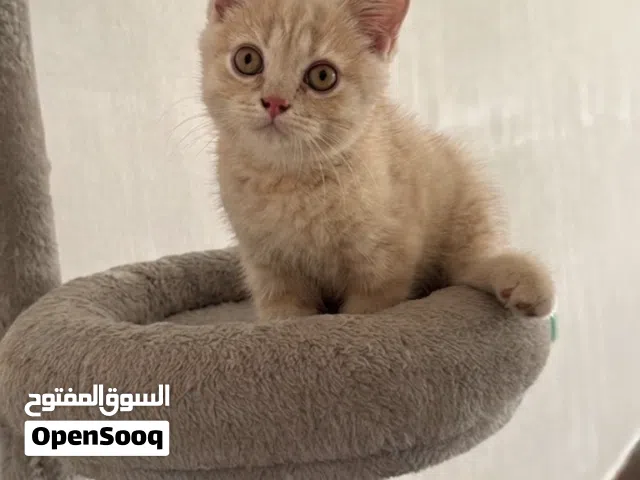 للبيع قط فاخر ( توب ليفل )