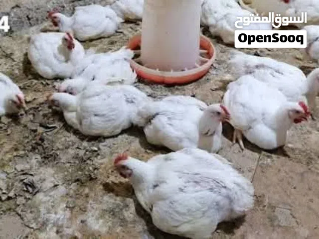 دجاج ميت للكلاب والقطط نضيف مابي ريحه سعر دجاجه الف توصيل مجانا