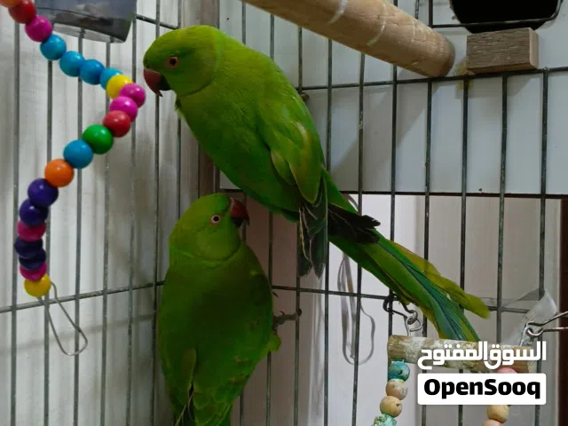 جوز ببغاء درة الهندي اقرأ الوصف...