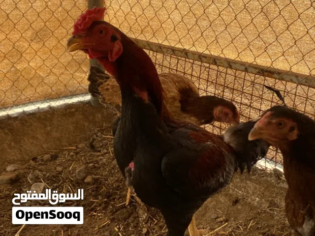 ديك باكستاني