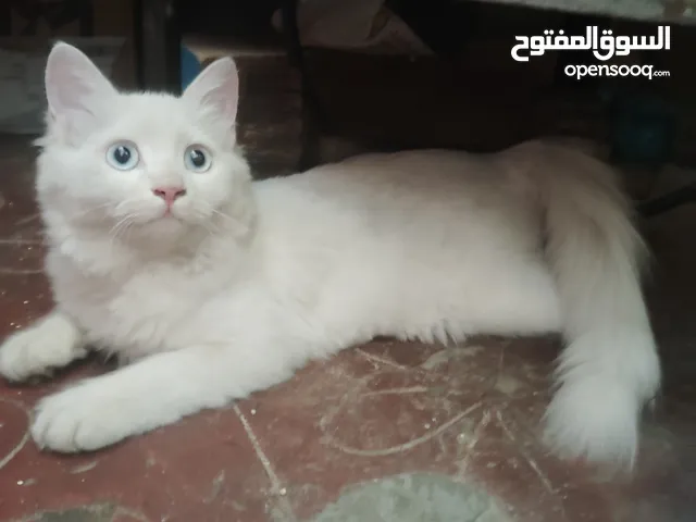 زوج قطط شيرازي للبيع