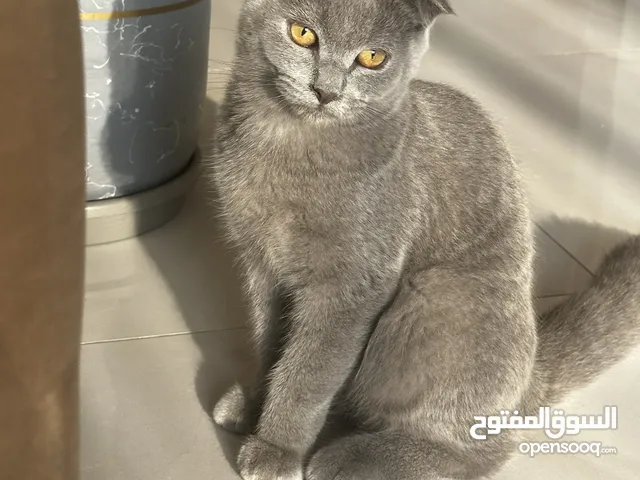 Pure scottish fold male