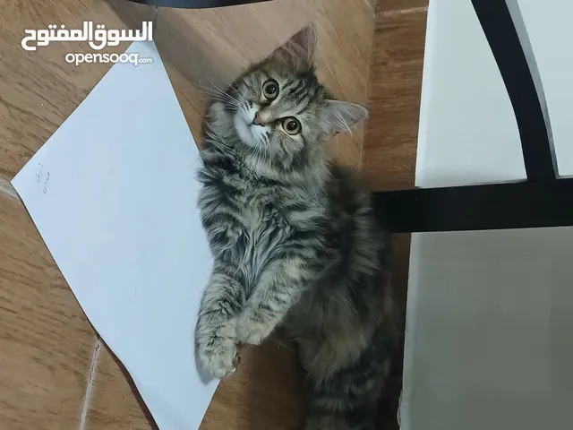 قطه شانشيلا جميلة جدا للتبني بدون مقابل مستعجل