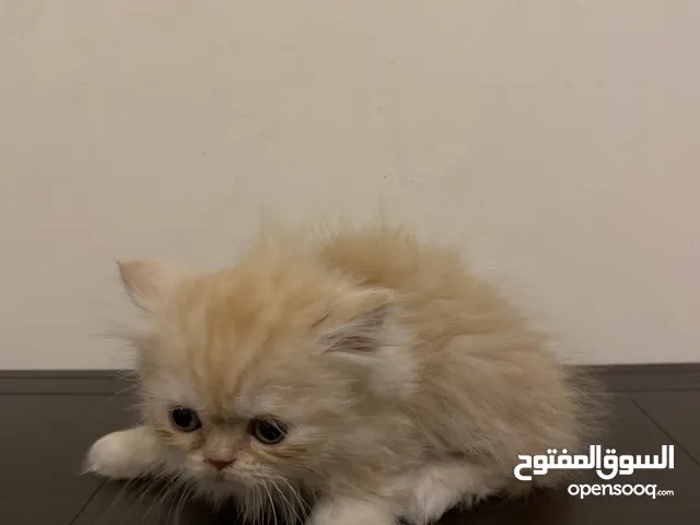 ماشاءالله قطط أحجام ممتاز وصحة كويسه