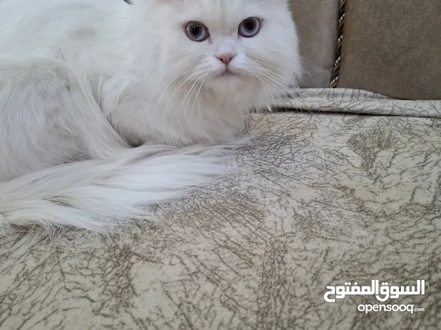 قطة شيرازي بيضاء جميلة جدا. أنثى ولودة، اليفة . ولدت قبل 3 أشهر 4 قطط .