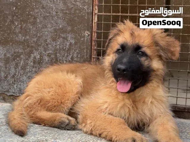 جراوي جيرمن شيبرد لونج هير شولاين