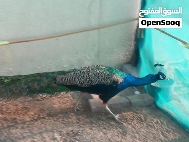 طاووس للبيع