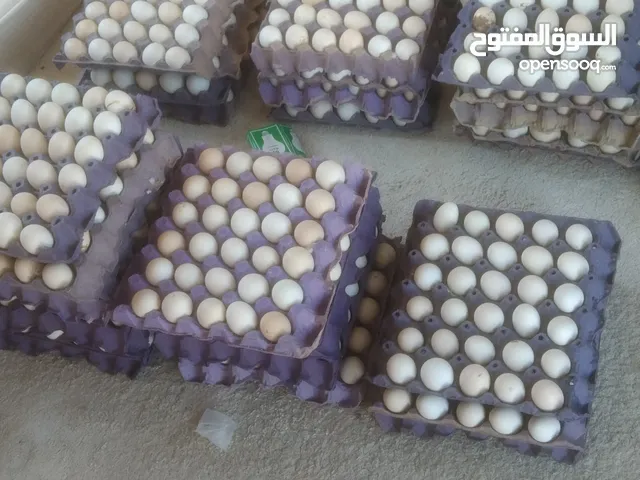بيض عربي للبيع توصيل مجاني داخل الوفره