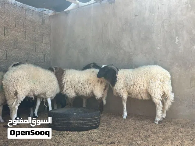 خرفان للبيع ربي يبارك متربي علي الشعير والتمر رقم الهاتف في الوصف