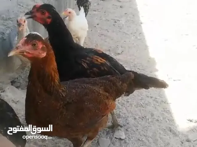 بيع دجاج عرب اصلي