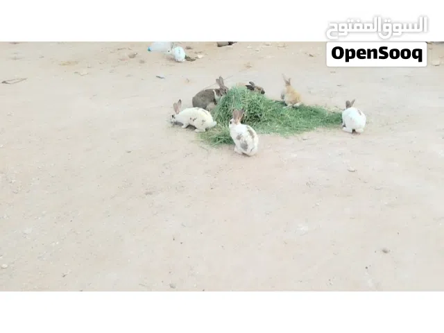 يوجد كوبيا دكر وأنتي وستة جراوي معاهم للبيع
