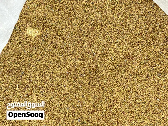 بذر قت عماني