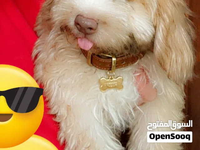 جرو هفانيز ميني