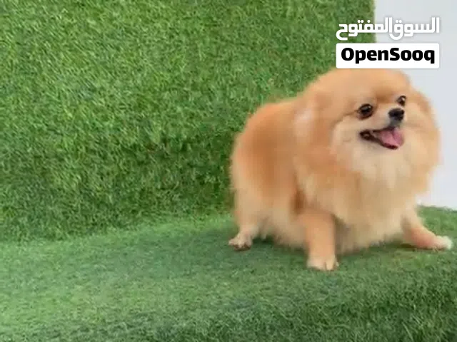 Pomeranian female 2 years with passport and microship and vaccine price 2500