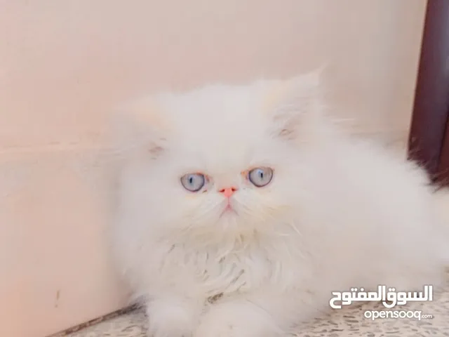 بنوتة بيكى فيس اصول مسجلة