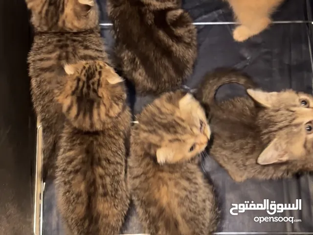 سكوتش فولد العمر شهرين