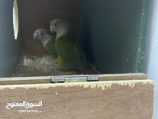 زوج كنيور باينبل مع الفحص DNA