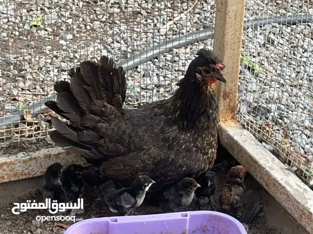 للبيع دجاجه مع فروخها العدد9 فروخ عربي
