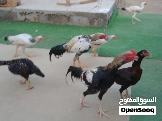 دجاج للبيع