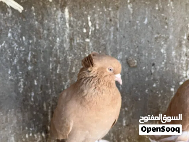 زوج راعب للبيع