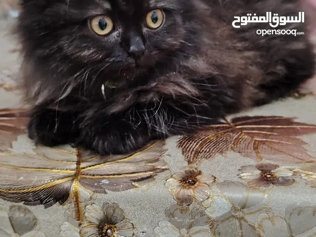 قط للبيع 25 دينار معه أغراضه