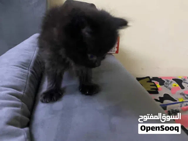 ثلاث قطط  2 ذكور و 1 انثى(trio) صحه ممتازة جدا لعوبين