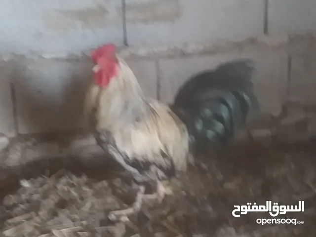 ديج اللبيع عربي15 سعر