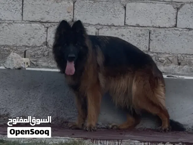 جيرمن شيبرد