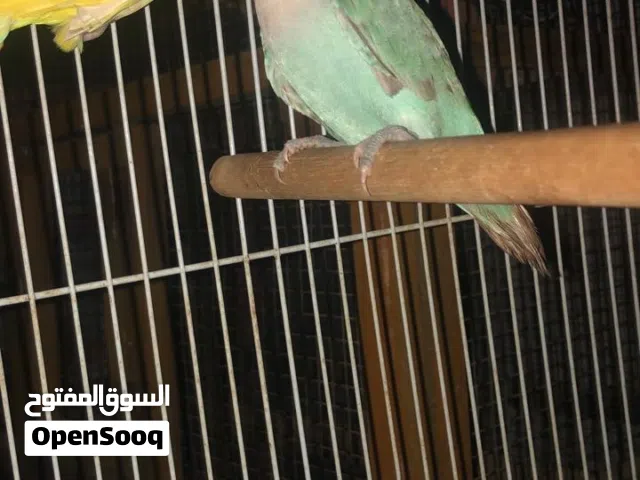 للبيع طيور روز