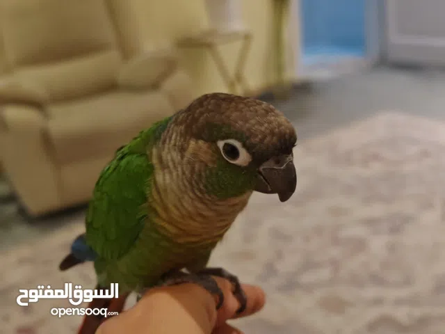 ببغاء كنيور قرين شيك اليف جدا