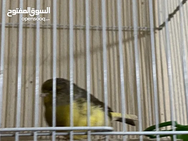 للبيع 3 طيور كناري ايراني شرط التغريد جمله بسعر رمزي