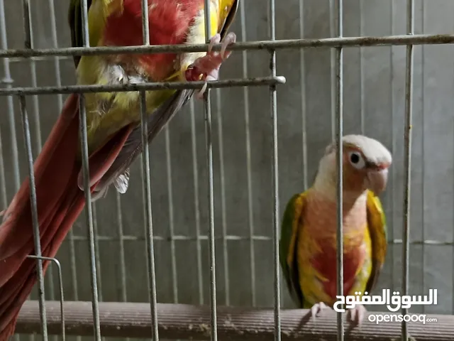 جوزين جرين شيك اناناس نورمال