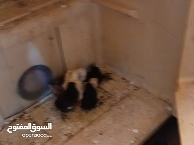 فقاسه للبيع فول اتوماتيك شوف لوصف
