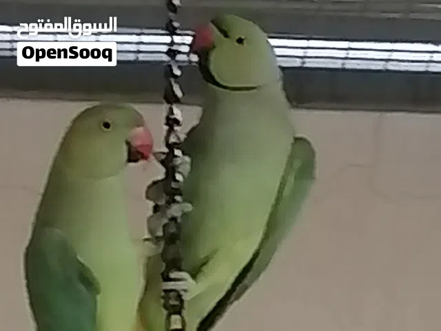 للبيع زوج درة الهندي امورهن طيبة والطيور بصحة جيدة ولله الحمد جاهزات للإنتاج