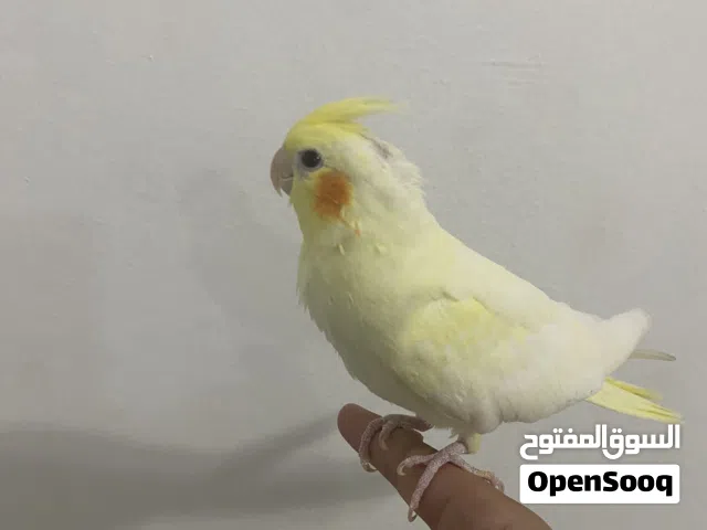 للبيع كروان لاتيني اليف ولعوب