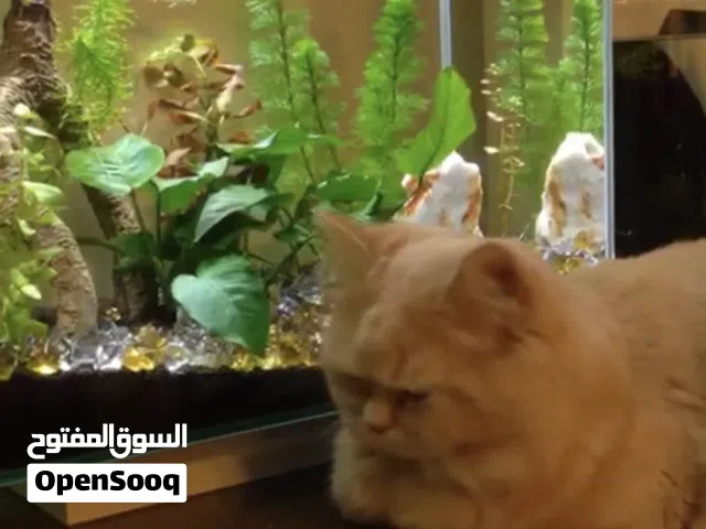 حوض سمك زجاجي