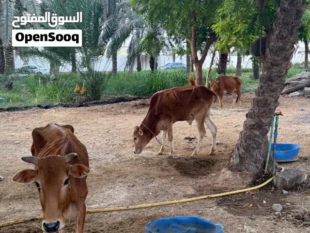 حلال لتربيه