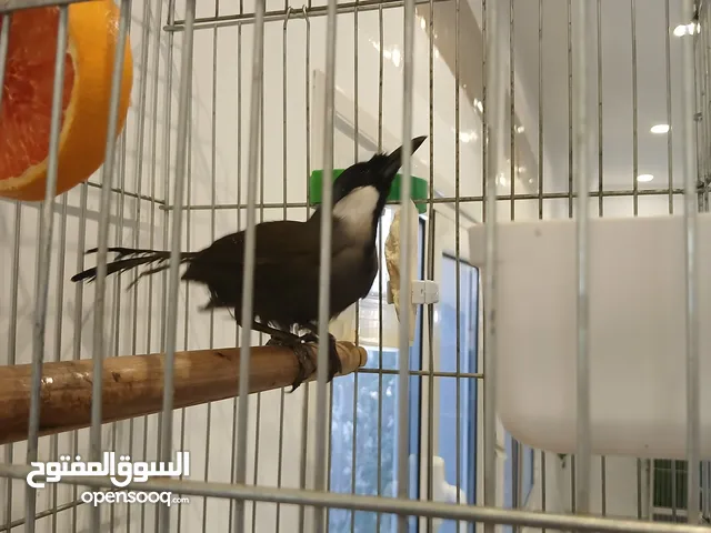 للبيع بلبل تايلندي
