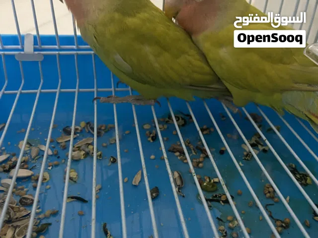 زوج روز العمر 4 اشهر