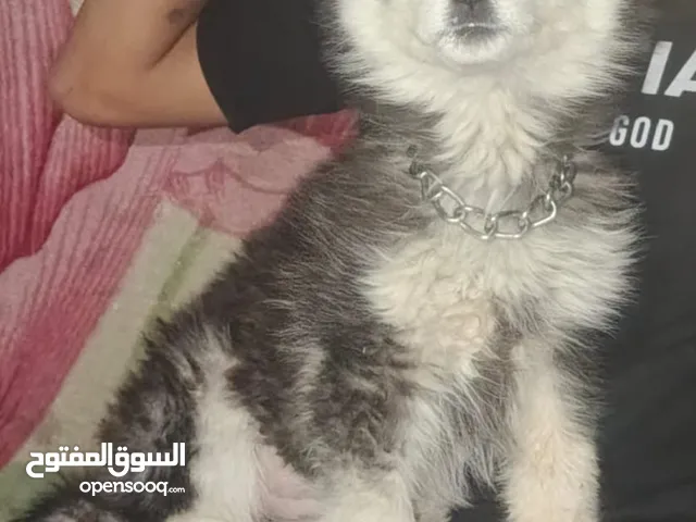 بدل. ع ببغاء أو عصفير بنفس القيمه شوف الوصف