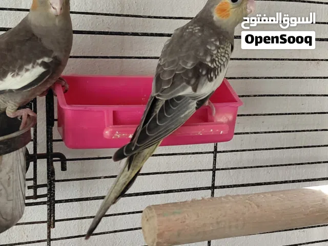 انثى كوكتيل لبيع