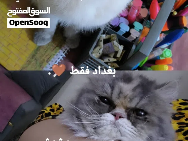 قطط لتبني بغداد فقط