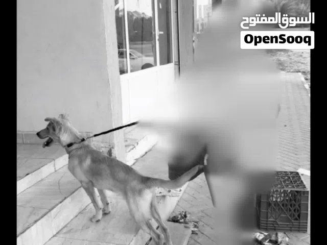 كلب لابرادور مهجن مع جولدن عمره 5 شهور مع جواز