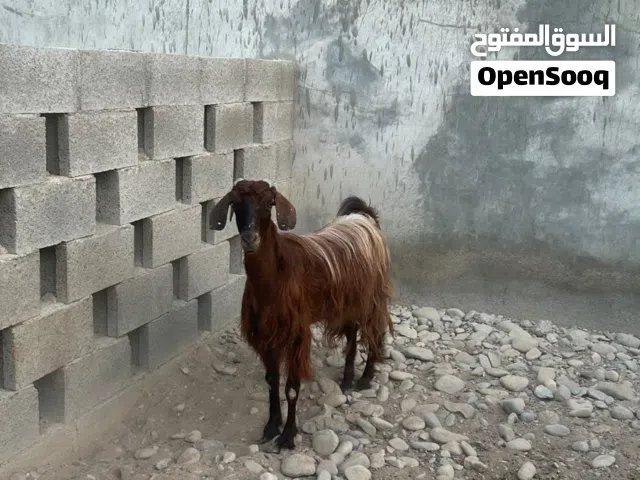 غنمة جامودية طيبة وصاحية