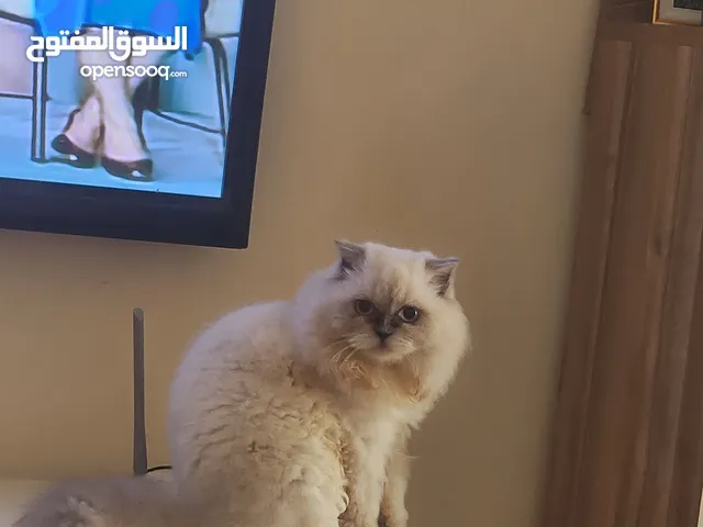 قطة همالايا للتبين