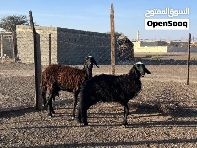 جاعده مع بنته حمله ماشاءالله بصحه ممتازه