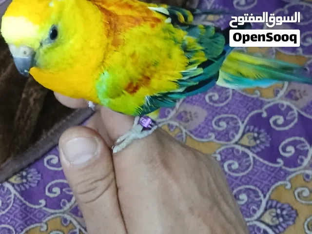 ببغاء ريد رام